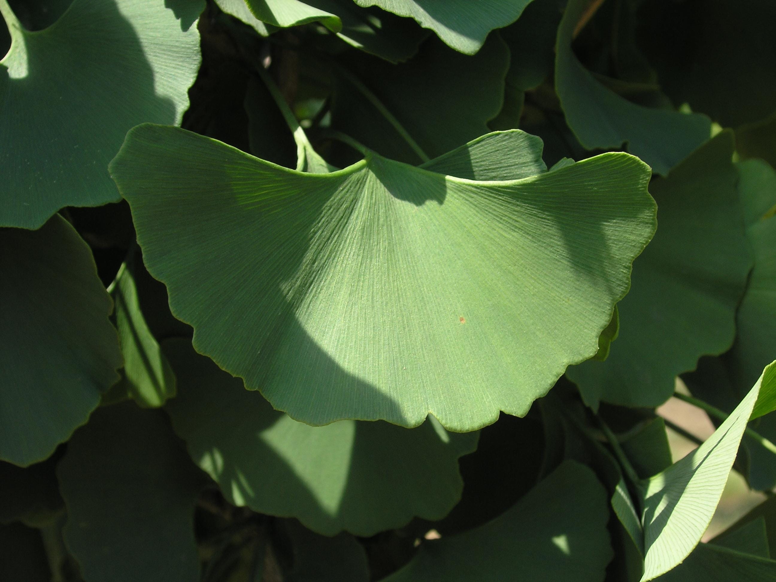 Ginkgo biloba